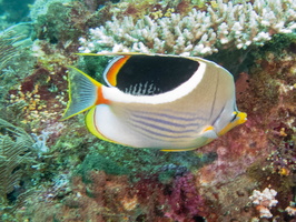 Saddled Butterflyfish IMG 3012