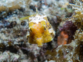 Humpback Turretfish or maybe Pyramid Boxfish 