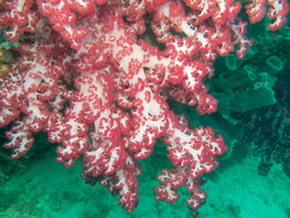 Soft Coral IMG 3053