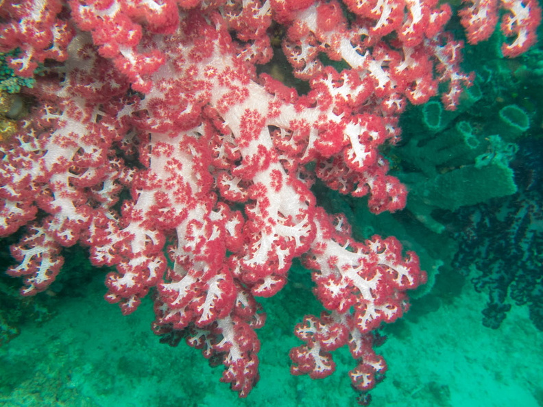Soft Coral IMG_3053.jpg