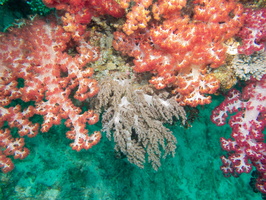 Soft Corals IMG 3054