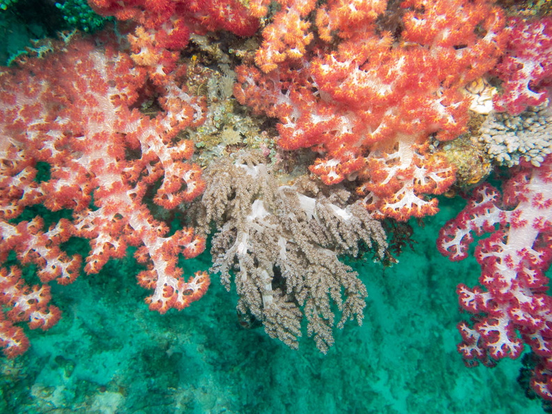 Soft Corals IMG_3054.jpg