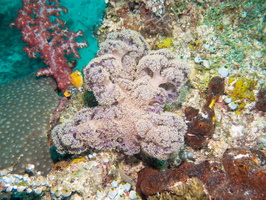 Soft Coral IMG 3057