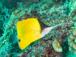 Longnose Butterflyfish IMG 3062