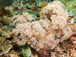 Soft Coral IMG 3063