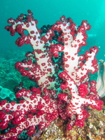 Soft Coral  IMG 3081