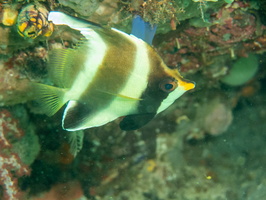 Pennant Bannerfish IMG 3095 