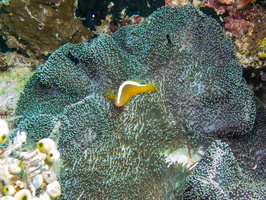 Orange Anemonefish IMG 3109