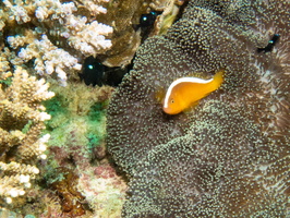 Orange Anemonefish IMG 3110