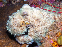 4. Romeo Reef