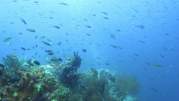 Fish and Divewrs on the Reef MVI 2310