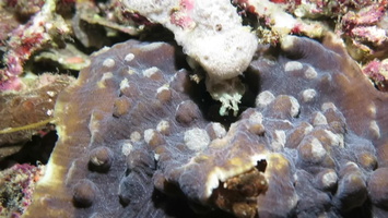 Dwarf Cuttlefish  chases Squat Lobster MVI 2598