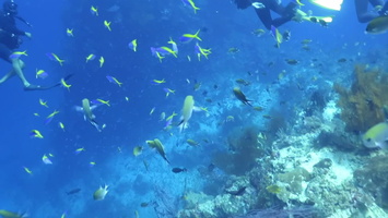 Divers with Schools of Fish o the Reef MVI 2701