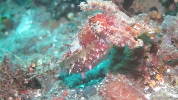 Dwarf Cuttlefish MVI 2562