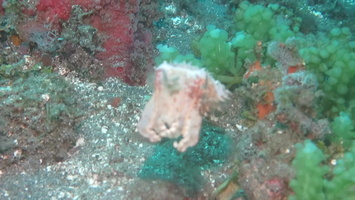 Dwarf Cuttlefish MVI 2563