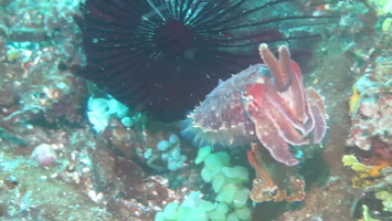 Dwarf Cuttlefish IMG 6568 