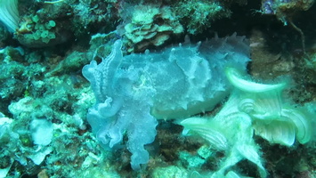 Broadclub Cuttlefish MVI 2811