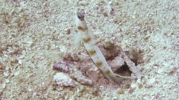 Red-Margin Shrimpgoby with Alpheid Shrimp MVI 2666