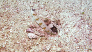 Red-Margin Shrimpgoby with Alpheid Shrimp  with Peacock Flounder photo bomb MVI 2670