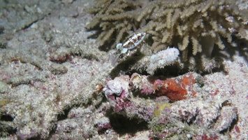 Dwarf Cuttlefish MVI 2862