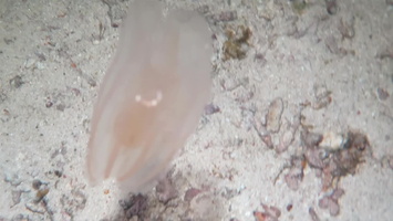 Jellyfish MVI 2884