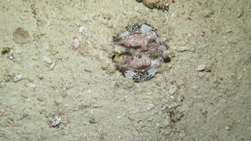 Mantis Shrimp MVI 2894