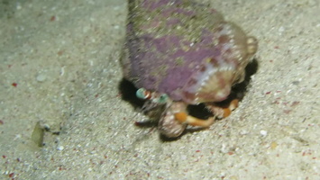 Hermit Crab Walking MVI 2899