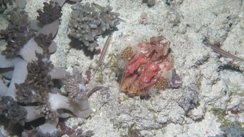 Mantis Shrimp MVI 2904