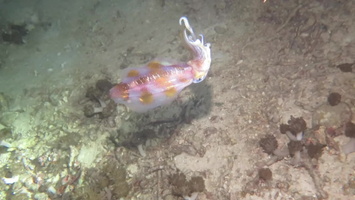 Bigfin Reef Squid IMVI 2941