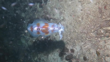 Bigfin Reef Squid MVI 2943