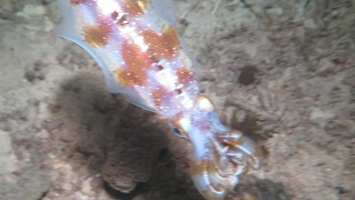Bigfin Reef Squid MVI 2949