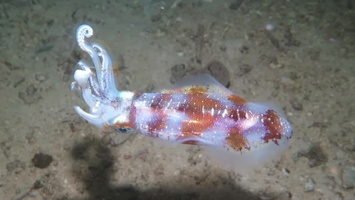 Bigfin Reef Squid MVI 2952