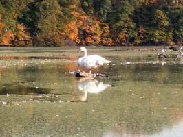 10-15-20 Wappingers Lake