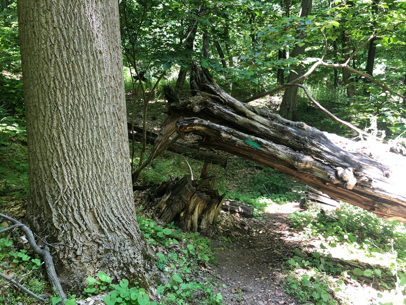 IMG_9954.jpg