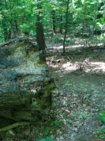 IMG 9958