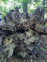 IMG 9960