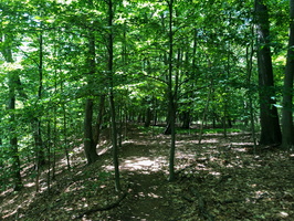 IMG 9961
