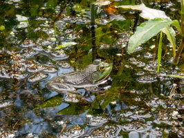 Great Swamp North 6-10-21