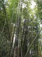 IMG 0299