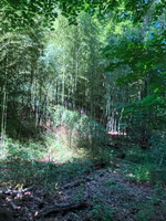 IMG 0306