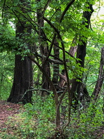IMG 0047