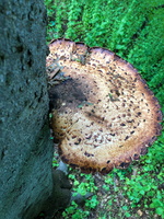 IMG 0050