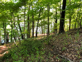 IMG 0078