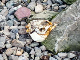 P6197674