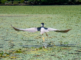 Wappingers Creek 6-19-21