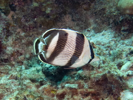 Banded Butterfflyfish