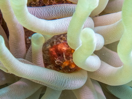 Crab in Giant Anemone