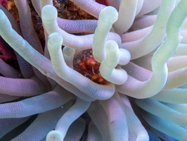 Crab in Giant Anemone-2