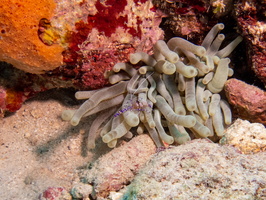 Spotted Cleaner Shrimp on Giant Anemone
