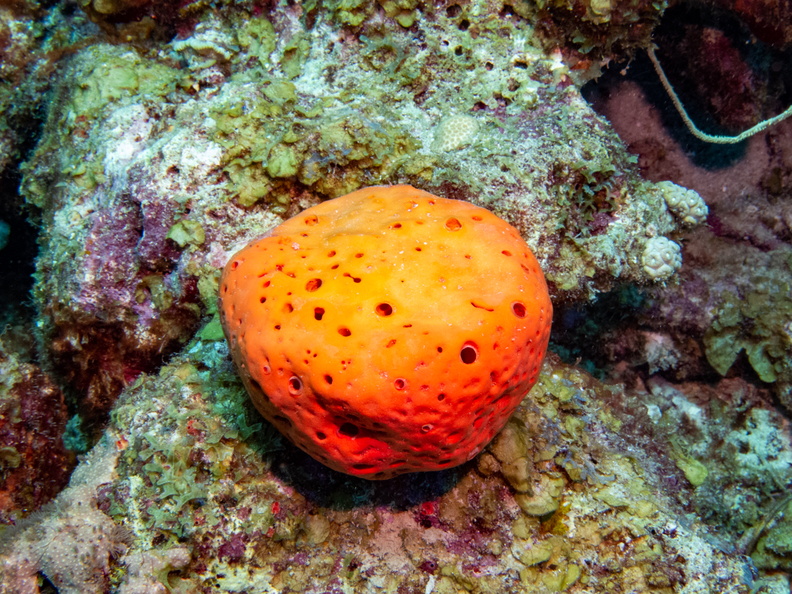 Orange Ball Sponge.jpg
